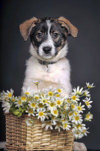 Portrait of white puppy with flowers in basket