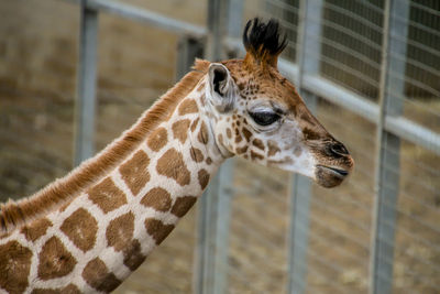 Close-up of an animal