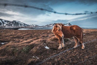 View of a horse on field