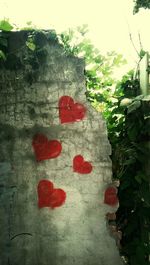 Plants growing on wall