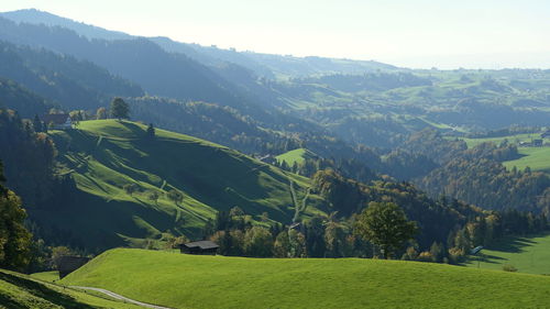 Scenic view of agricultural field against sky