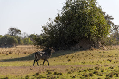 Waterbuck standing in a field