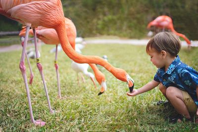 Side view of boy feeding flamingo on grassy field