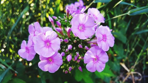 Close-up of pink flowers