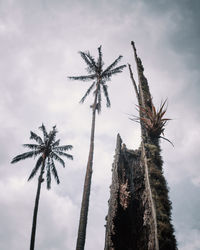 Low angle view of coconut palm trees against sky