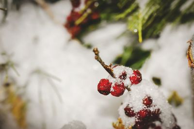 Close-up of frozen berries in winter