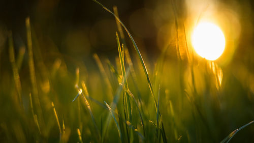 Close-up of grass on field during sunset