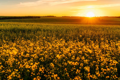 Rapeseed Field