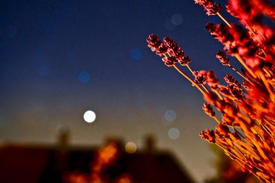 Low angle view of illuminated plant against sky at night