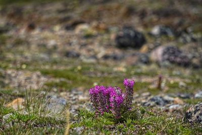 Purple flowering plants on field