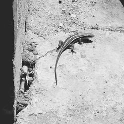 High angle view of lizard on sand