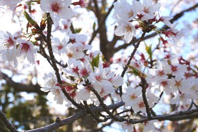 Low angle view of cherry blossoms in spring