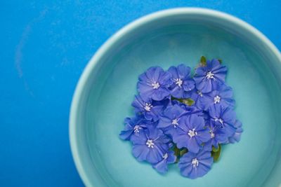 Directly above shot of blue flower floating on water