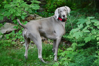 Weimaraner standing on grass field