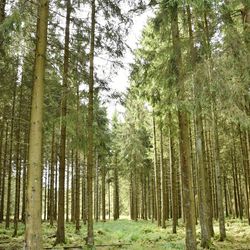 Pine trees in forest