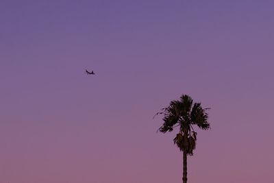 Low angle view of silhouette coconut palm tree against clear sky