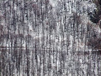 Full frame shot of bare trees in forest