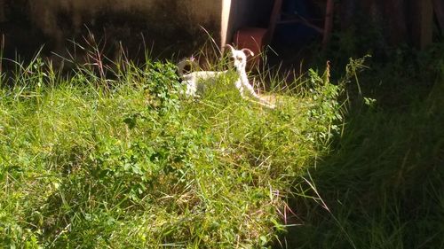 High angle view of grass on field
