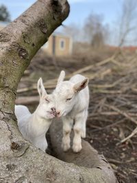 Goats in a field