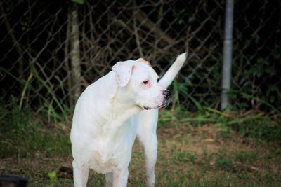Pit bull terrier standing on field