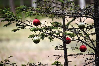 Ornaments on tree in fall