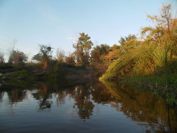 Reflection of trees in lake