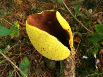 Close-up of yellow leaves