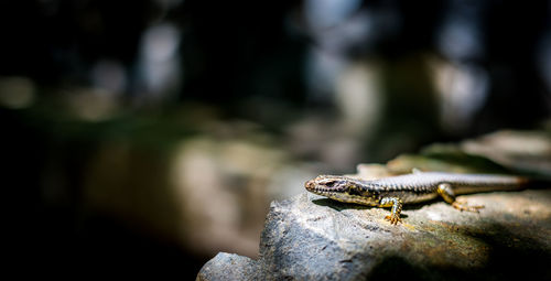 Close-up of lizard on leaf