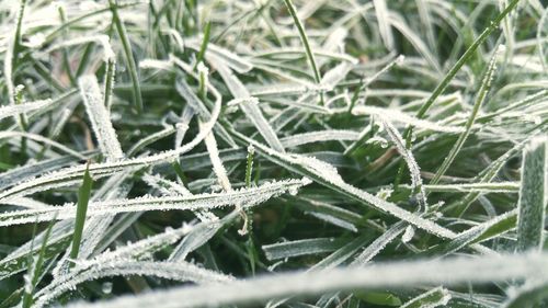 Full frame shot of frost on grass