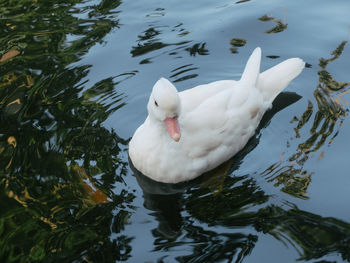 High angle view of swan swimming in lake