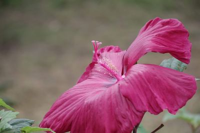 Close-up of pink flower