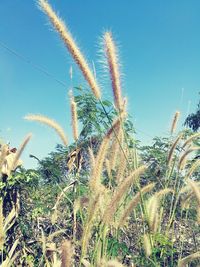 Low angle view of plants against clear sky