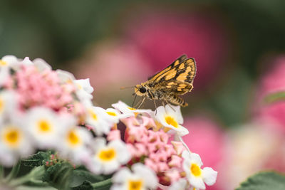 Close-up of butterfly pollinating on pink flower