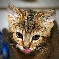 Close-up of cat sticking out tongue