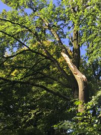 Low angle view of tree