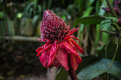 Close-up of red flower blooming outdoors