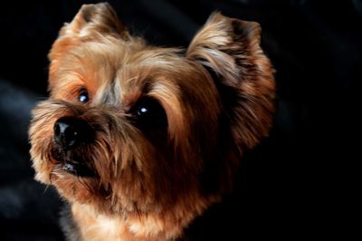 Close-up portrait of dog