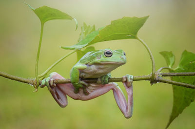 Close-up of a frog on branch