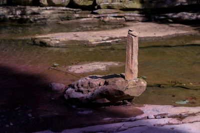 Close-up of turtle on rock