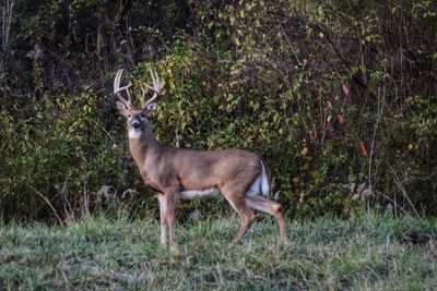 Side view of deer standing in forest