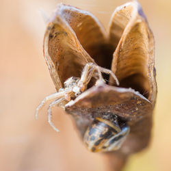 Close-up of insect