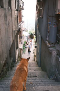 View of dog on footpath amidst buildings