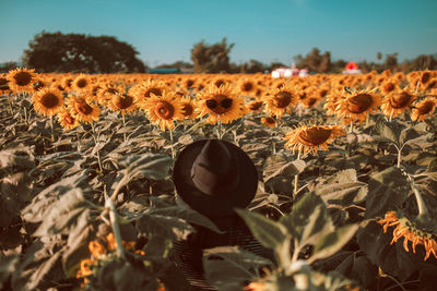Rear view of woman wearing hat while sitting on sunflower field against sky