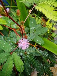 Close-up of flowering plant