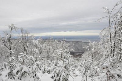 Scenic view of snow covered land and trees against sky