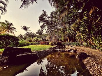 Palm trees by swimming pool against sky