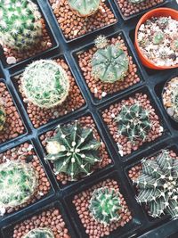 High angle view of potted plants