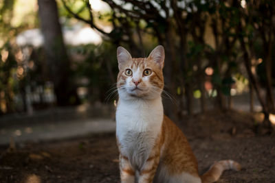 Portrait of cat sitting outdoors