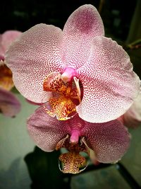 Close-up of flower blooming outdoors