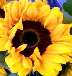 Close-up of yellow flowers blooming outdoors